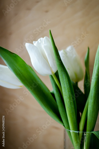 white tulips on black background