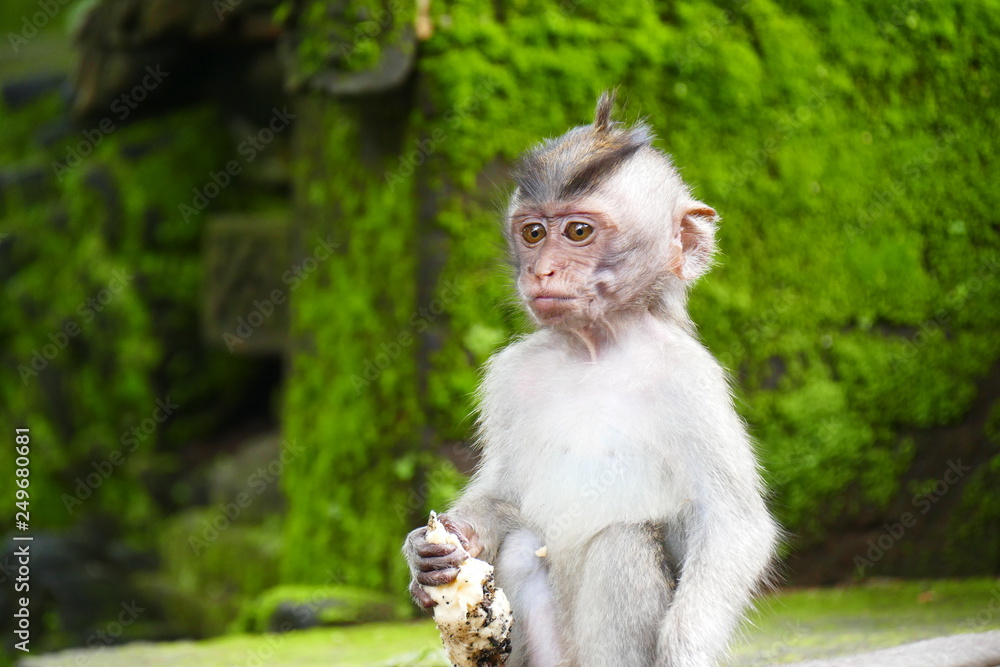 delightful funny monkey on the background of wildlife delightful funny monkey on the background of wildlife