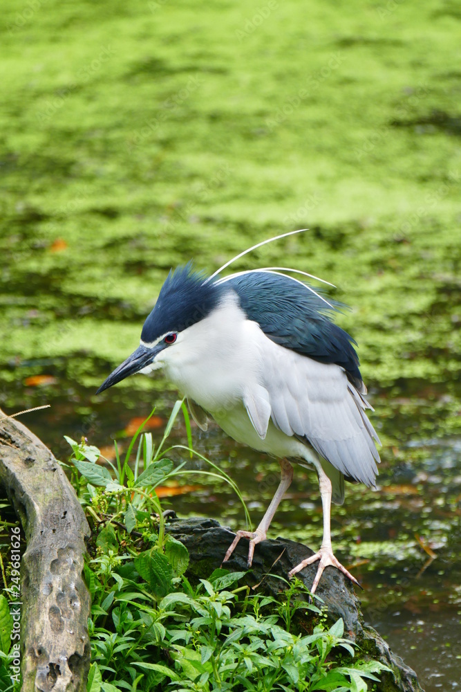 Beautiful tropical bird on a green tropical forest background Beautiful tropical bird on a green tropical forest background