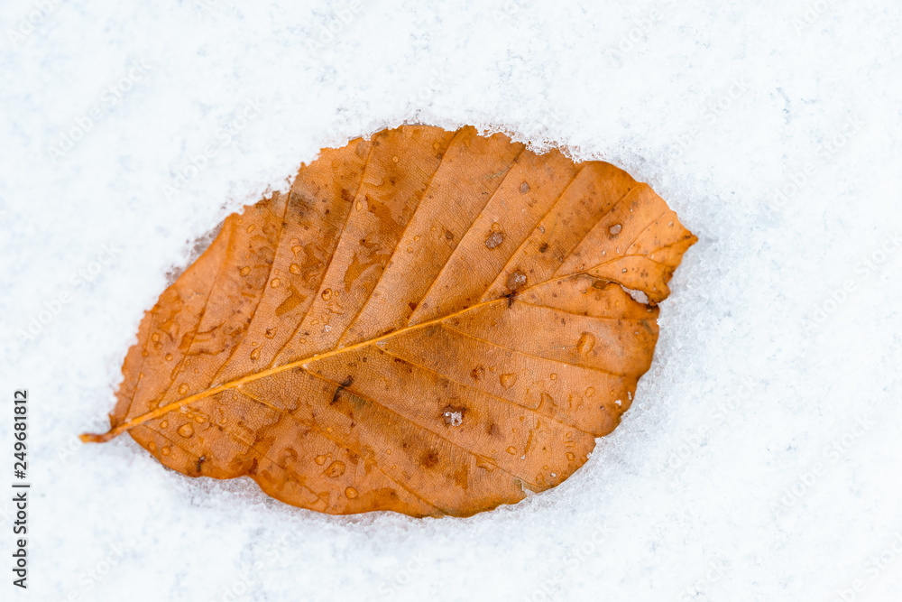 Nahaufnahme von Blatt auf Schnee Nahaufnahme von Blatt auf Schnee