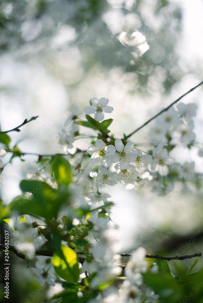 Flowering spring trees with a blurred background Flowering spring trees with a blurred background