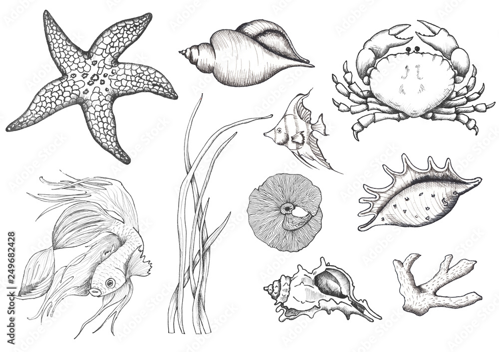 Ocean sea watercolor and graphic handpainted elements with corals and  underwater animals. Black white doodle monochrome natural and living coral  elements crab, jellyfish, turtle, seahorse, starfish Stock Illustration |  Adobe Stock