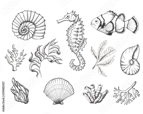 Photography Ocean sea watercolor and graphic handpainted elements with corals and underwater animals