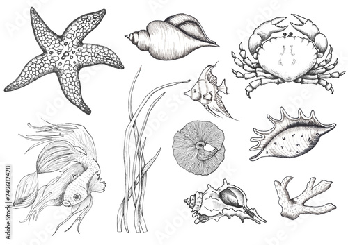 Ocean sea watercolor and graphic handpainted elements with corals and underwater animals. Black white doodle monochrome natural and living coral elements crab, jellyfish, turtle, seahorse, starfish