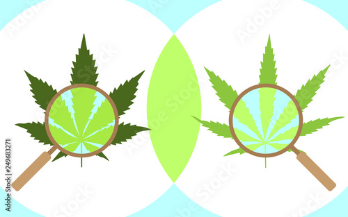 Cannabis leaves through a magnifying glass