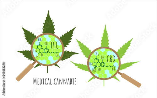 Cannabis leaves through a magnifying glass. Structural chemical formula thc cbd
