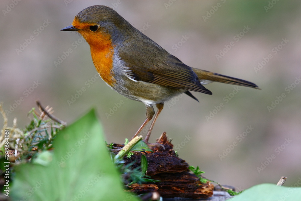 Rotkehlchen Rotkehlchen
