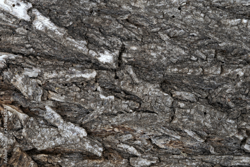 old tree bark, elm, background