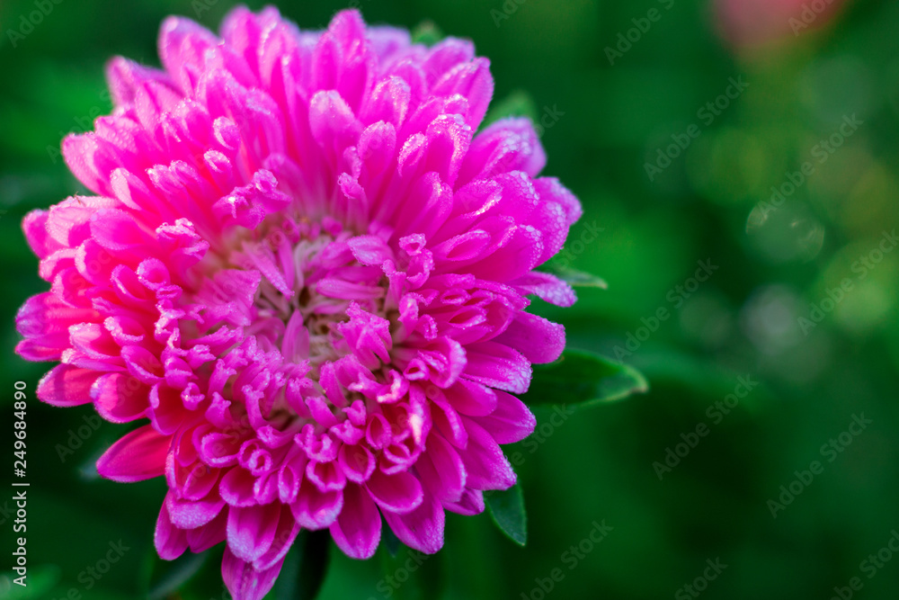 pink flower pink flower