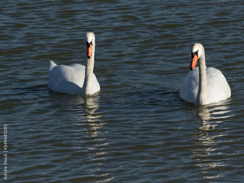 Obraz premium Schwan