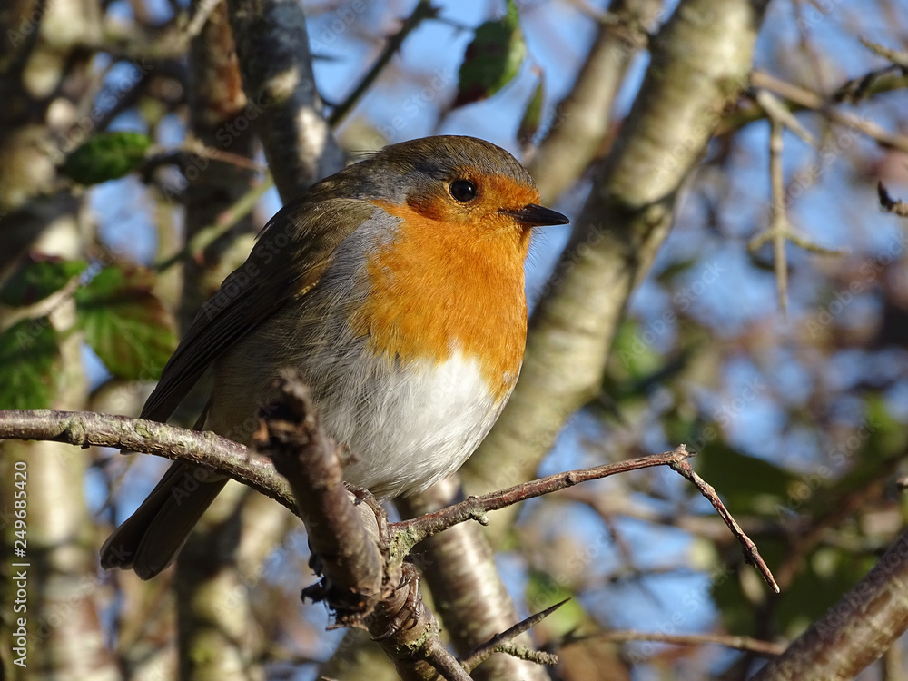 Red Robin Perched on Branch of Tree Red Robin Perched on Branch of Tree