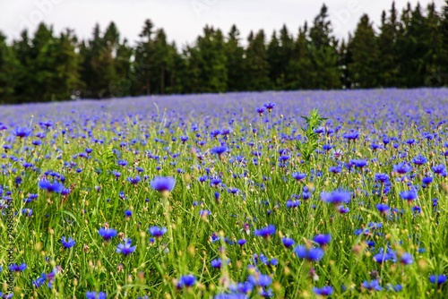 Field with many blue cornflowers.