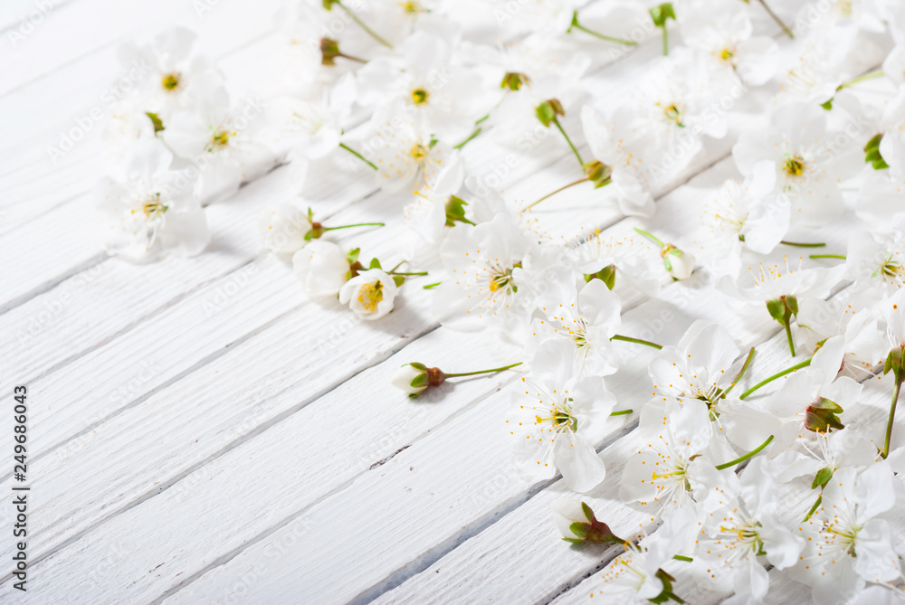 Fototapeta premium cherry blossom spring background, white wood