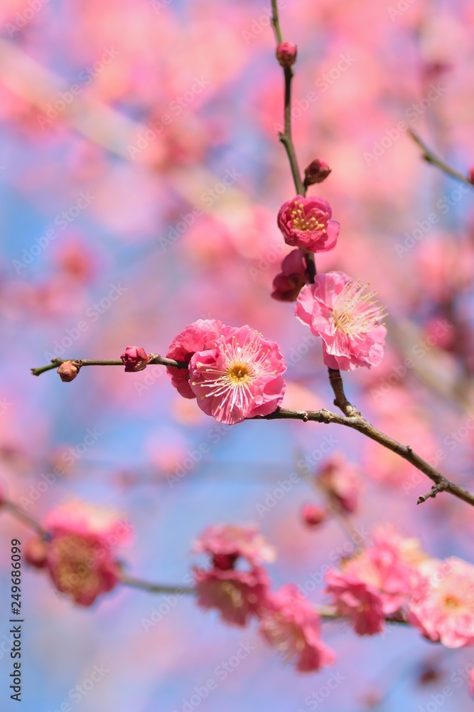 Macro details of pink Plum blossom branches at park in Japan Macro details of pink Plum blossom branches at park in Japan