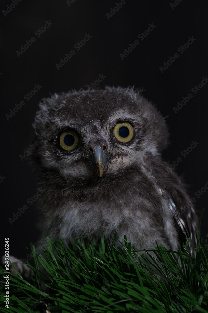 Fototapeta premium Spot owl on green grass and black background, select focus eye,