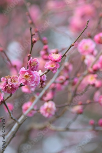 Macro details of pink Plum blossom branches at park in Japan