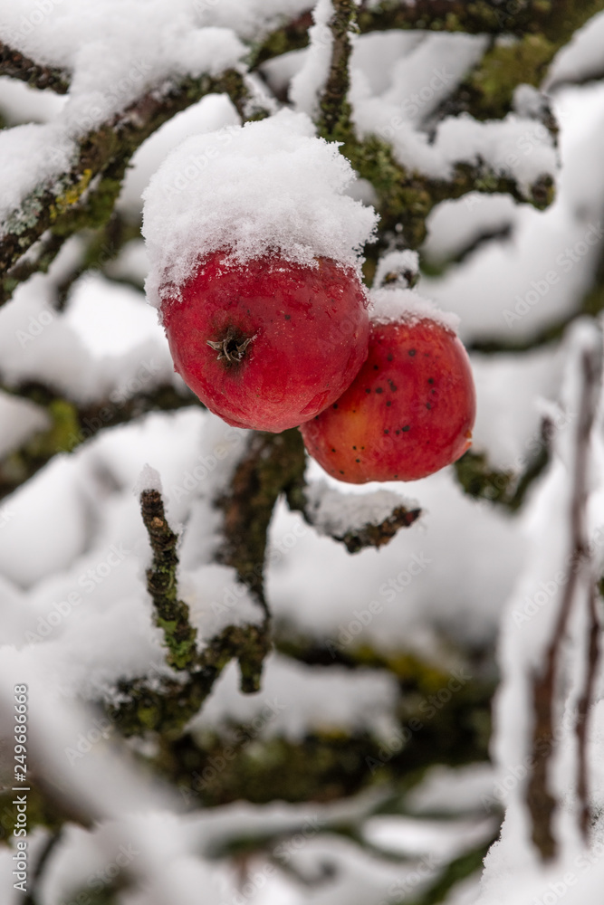 Winteräpfel Winteräpfel