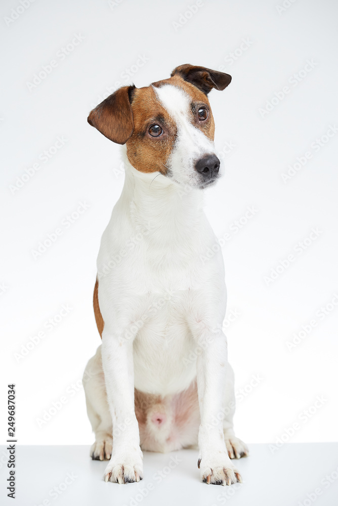 Cute Jack Russell Terrier sits on the white table with head turned to the side on the white background