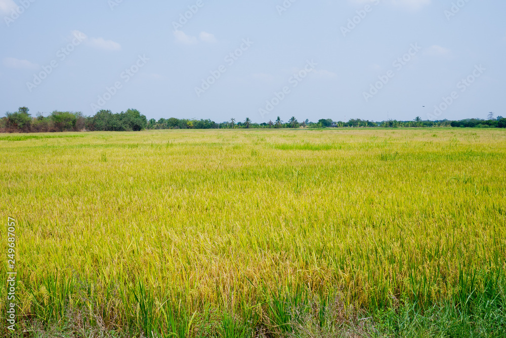 rice plant, green nature background, organic food