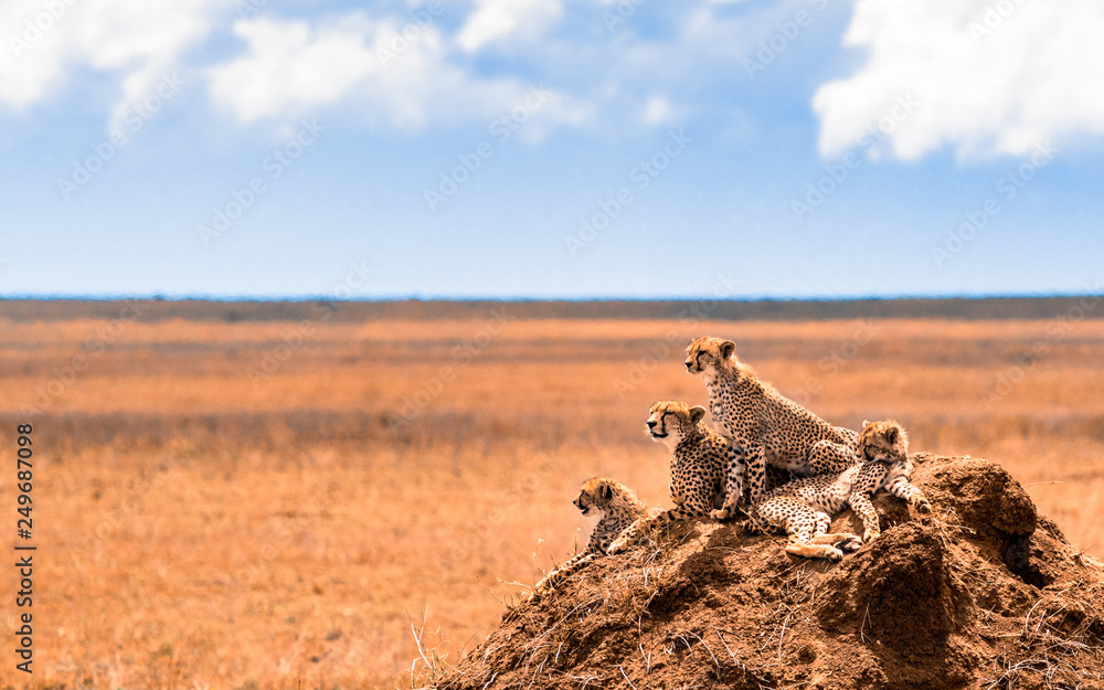 a family of cheetahs looking for pray - obrazy, fototapety, plakaty 