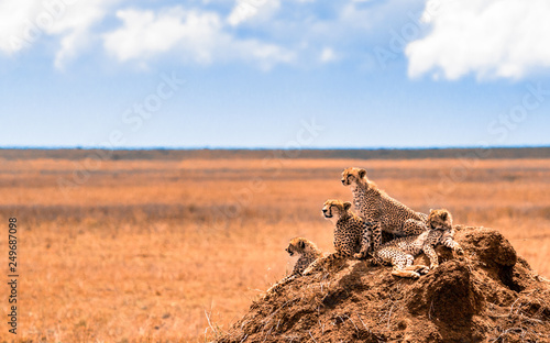 a family of cheetahs looking for pray