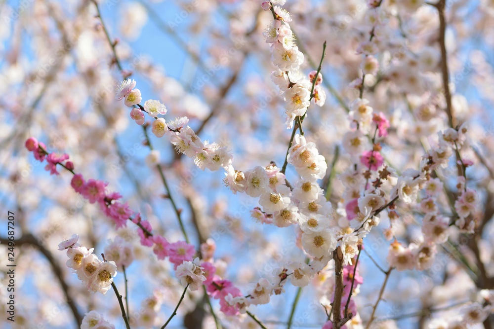 Macro details of White Plum blossom branches at park in Japan Macro details of White Plum blossom branches at park in Japan