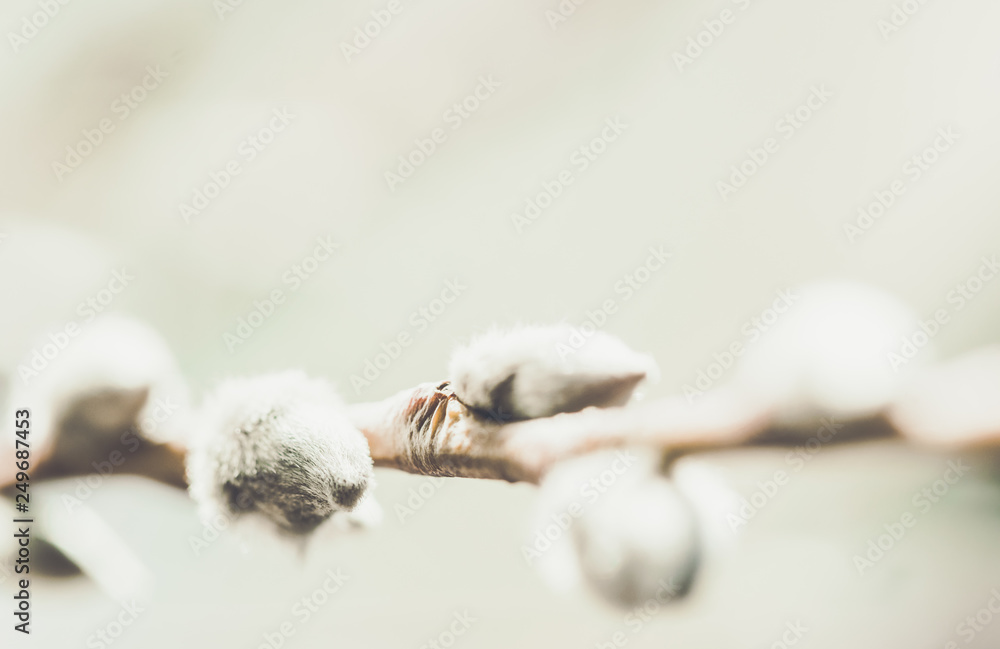 Blooming spring willow branch. Gentle spring easter background