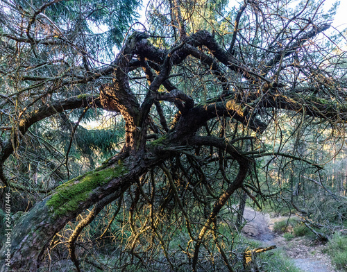 Im Wald am Rammelsberg