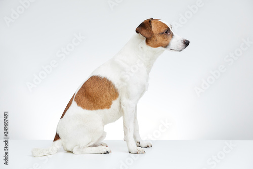 Jack Russell Terrier sits sideways on the white table on the white background