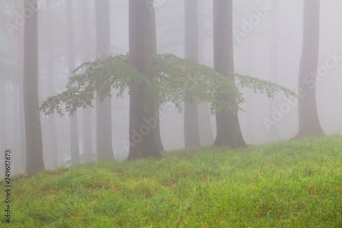 Foggy morning panorama of mountains valley. Splendid summer sunrise in Carpathian mountains  Pieniny  Slovakia  Europe. Beauty of nature concept background.