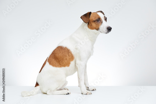 Fototapeta Naklejka Na Ścianę i Meble -  Jack Russell Terrier sits sideways on the white table with head turned to the side on the white background