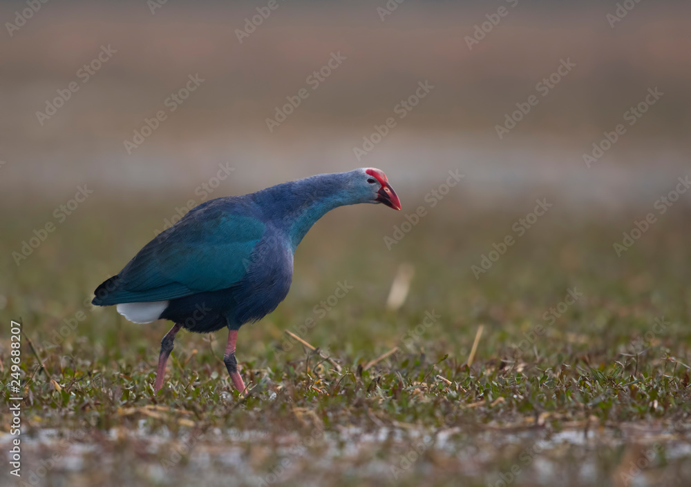 Grey headed swamphen in wetland Grey headed swamphen in wetland