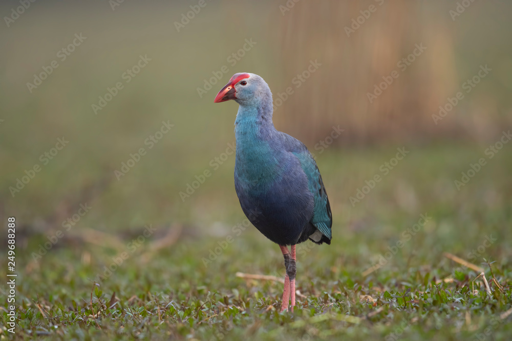 Fototapeta premium Grey headed swamphen in wetland