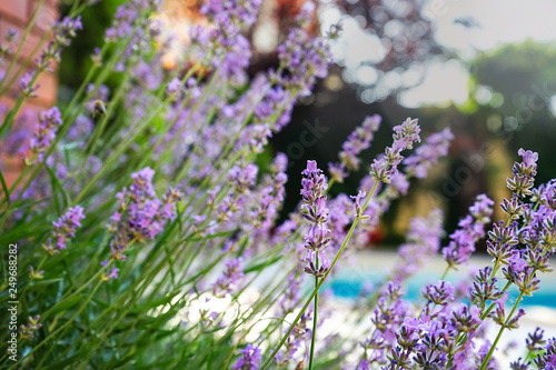 Selective focus on lavender flower in flower garden in green grass under the beautiful house and blue water of swimming pool. lavender flowers lit by sunlight  close up