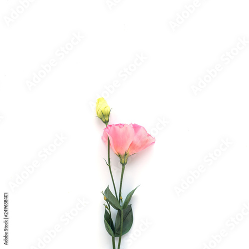 pink eustoma on a white square background