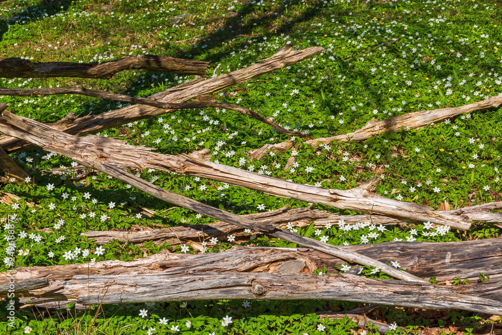 Wood anemone flowers and tree logs Wood anemone flowers and tree logs