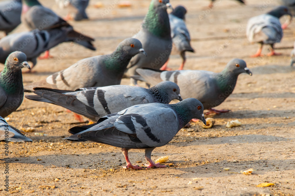 Fototapeta premium Group of pigeons