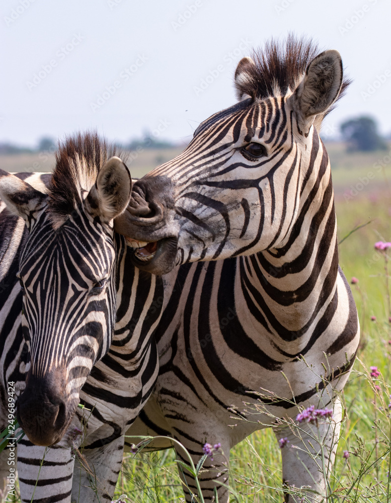 Fototapeta premium Zebras horsing around