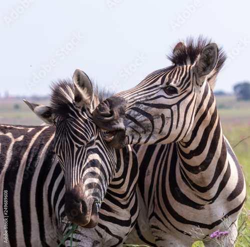 Zebra playing