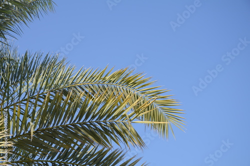 branch of a tree on background of blue sky © Adam