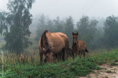 Horses in the fog in nature © Danil