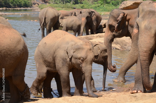 elephants Orphanage Sri Lanka 