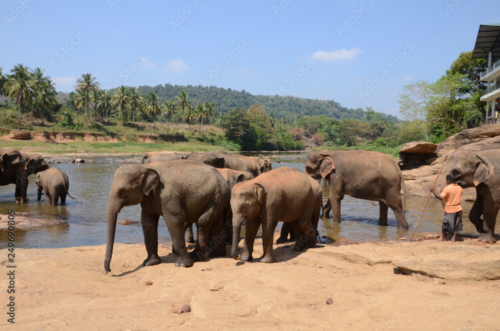Fototapeta premium elephants Orphanage Sri Lanka 