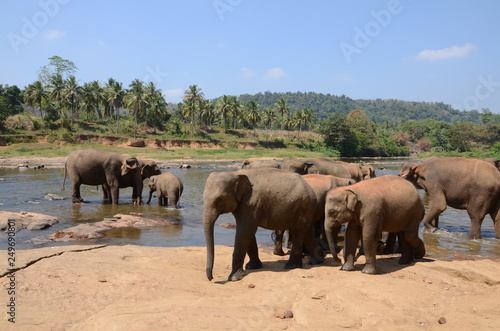 elephants Orphanage Sri Lanka 