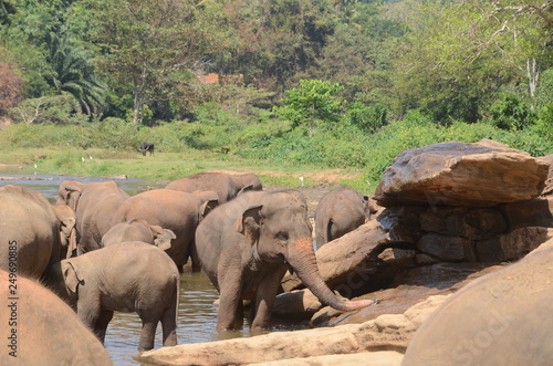 Photography elephants Orphanage Sri Lanka