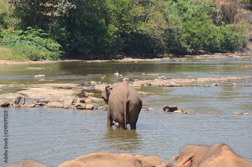 Photography elephants Orphanage Sri Lanka