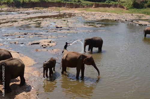 Sticker elephants Orphanage Sri Lanka