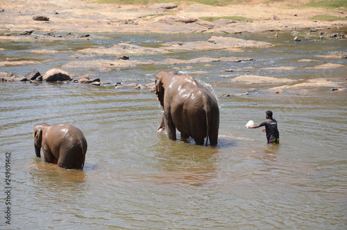 Photography elephants Orphanage Sri Lanka