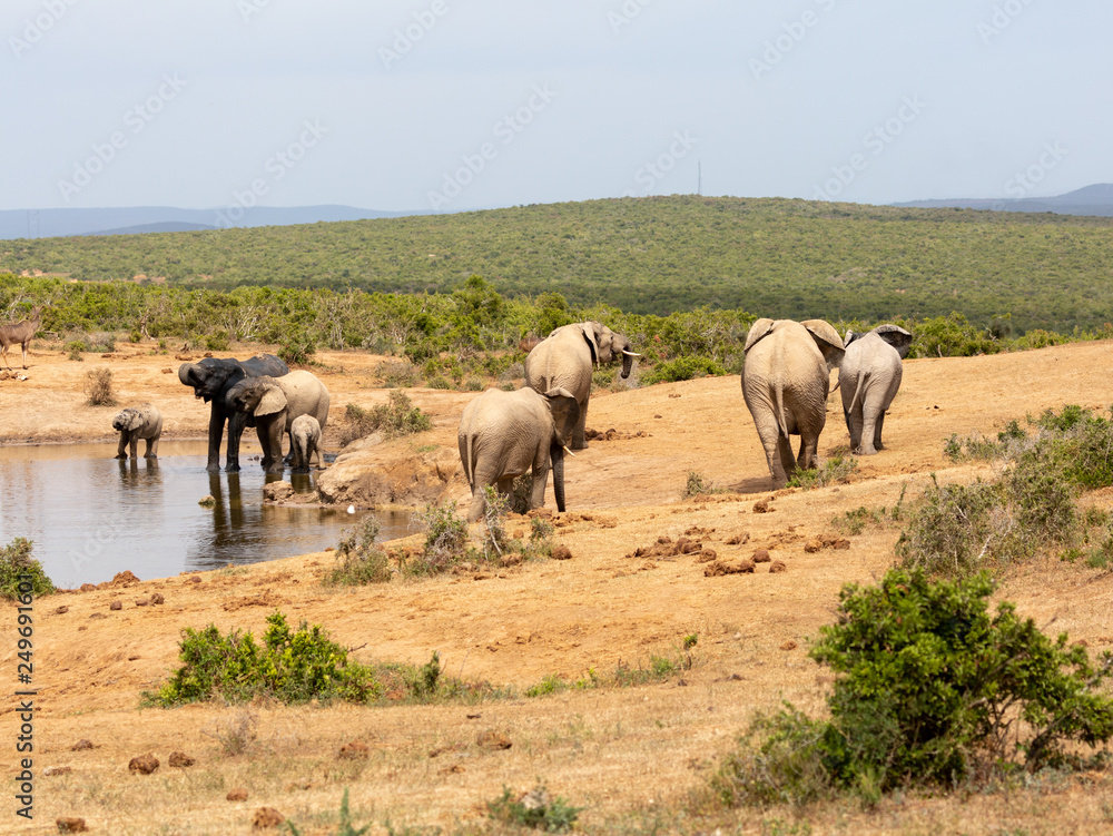 elephant herd at water hole
