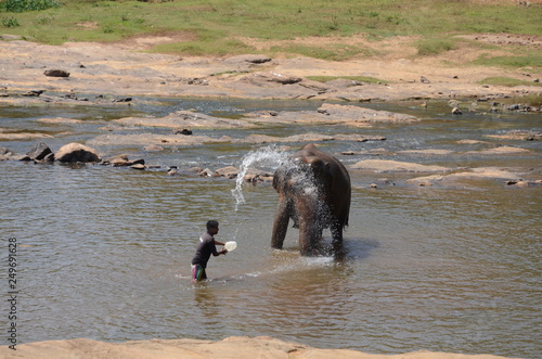 Photography elephants Orphanage Sri Lanka